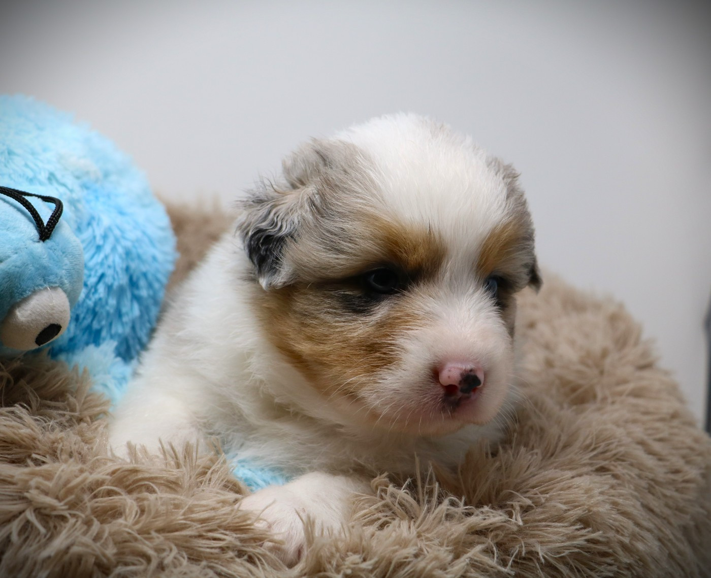 De Windy'stia - Chiots disponibles - Berger Australien