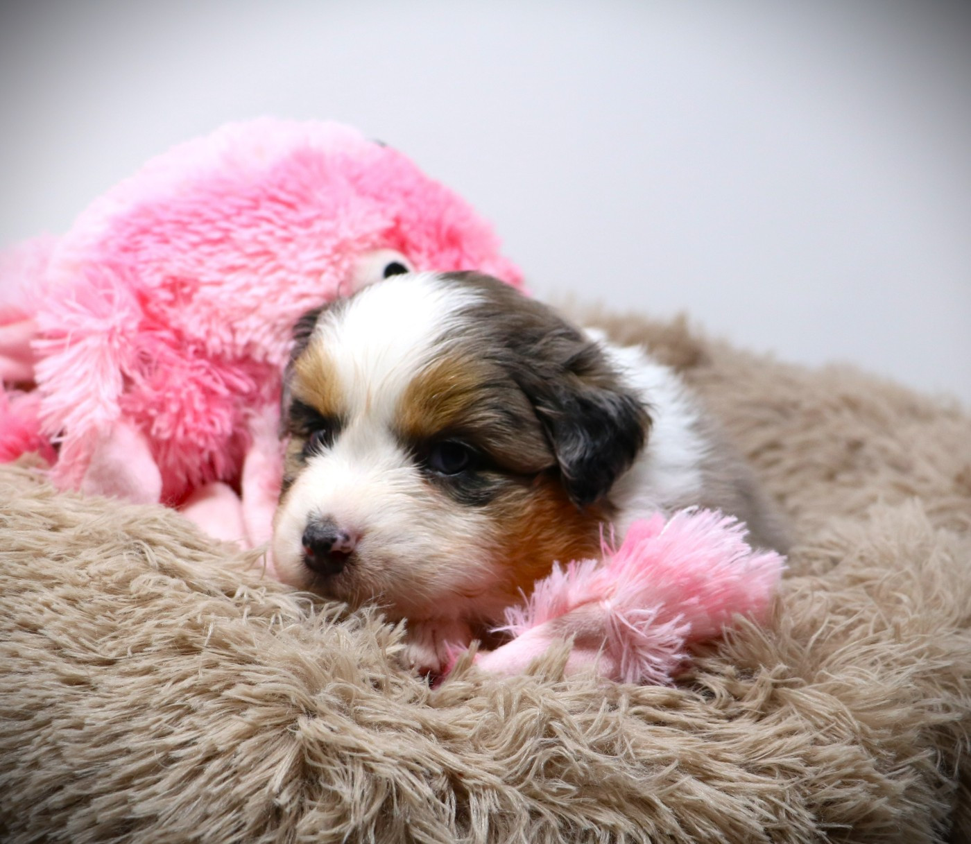 De Windy'stia - Chiots disponibles - Berger Australien