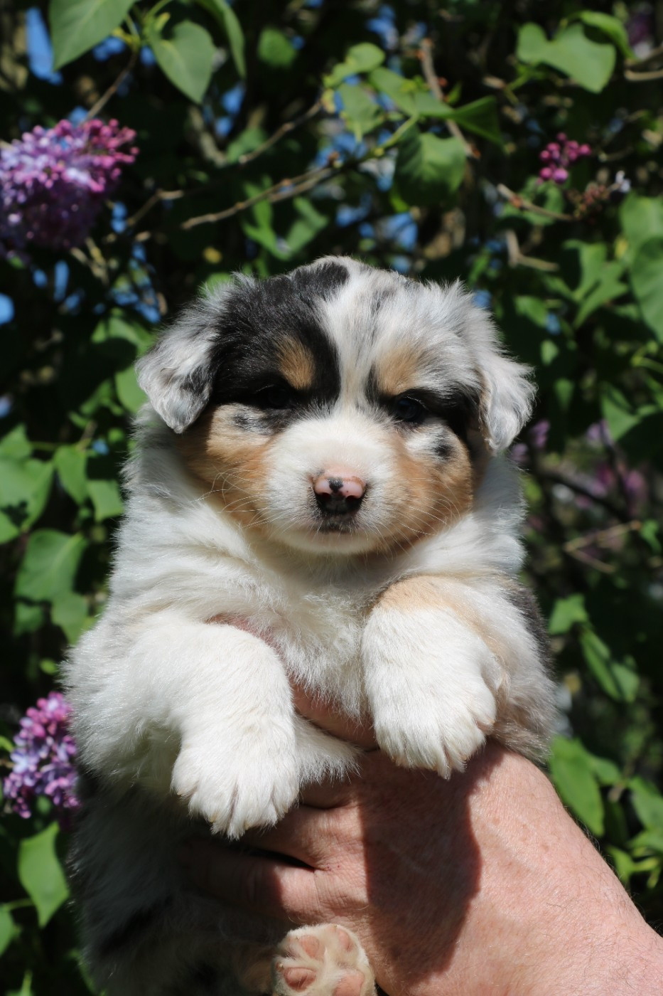 De Windy'stia - Chiots disponibles - Berger Australien