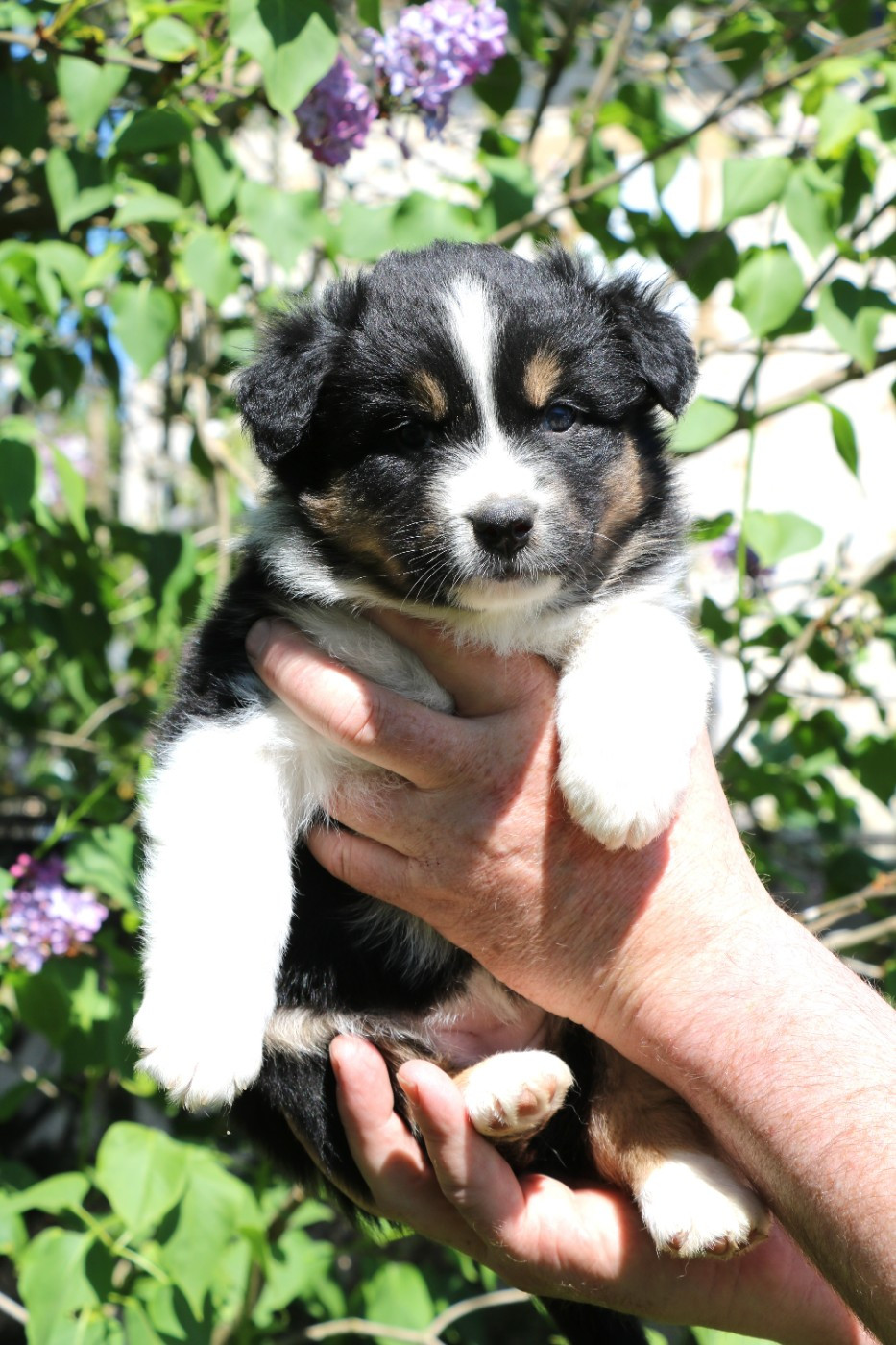 De Windy'stia - Chiots disponibles - Berger Australien
