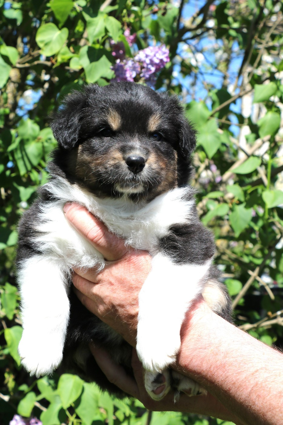 De Windy'stia - Chiots disponibles - Berger Australien