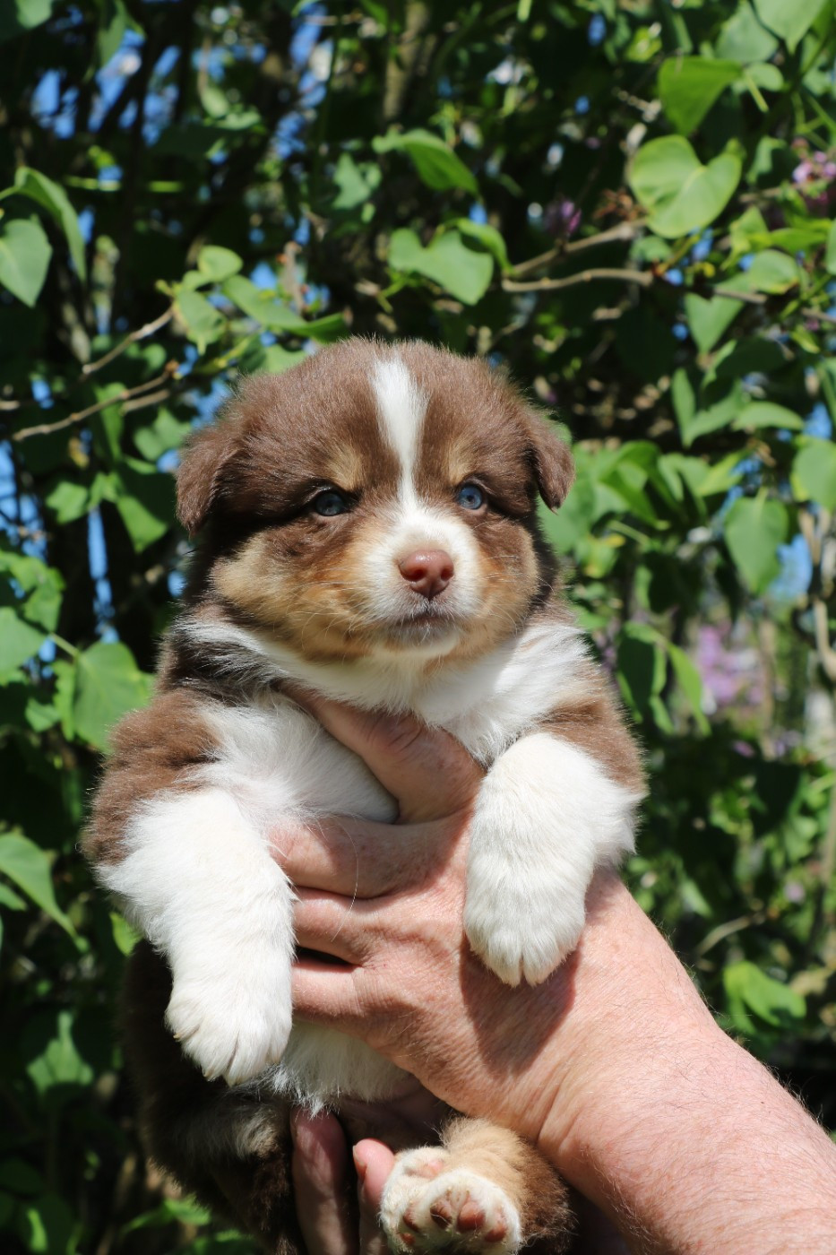 De Windy'stia - Chiots disponibles - Berger Australien