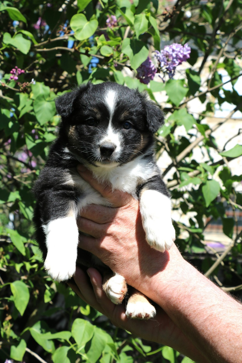 De Windy'stia - Chiots disponibles - Berger Australien