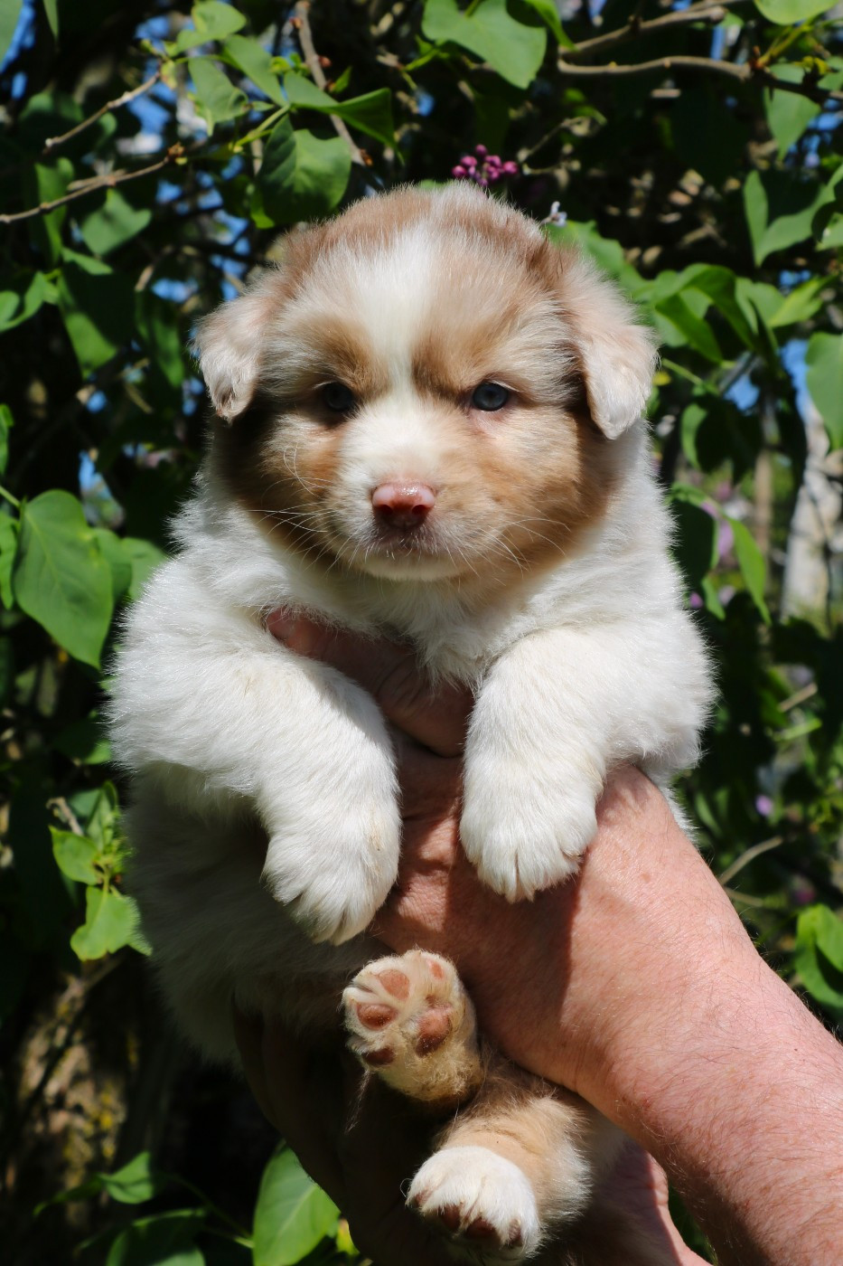 De Windy'stia - Chiots disponibles - Berger Australien