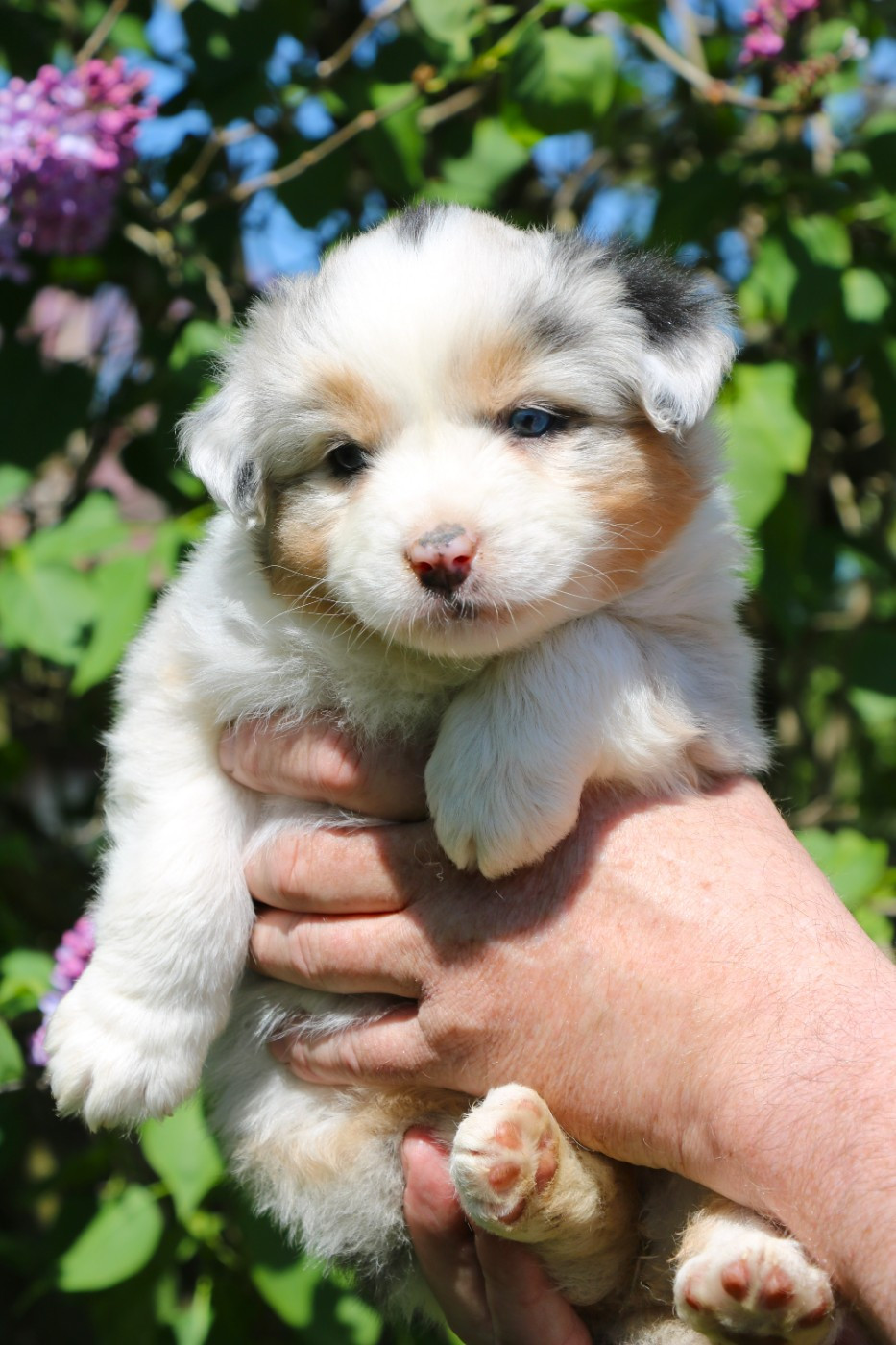De Windy'stia - Chiots disponibles - Berger Australien
