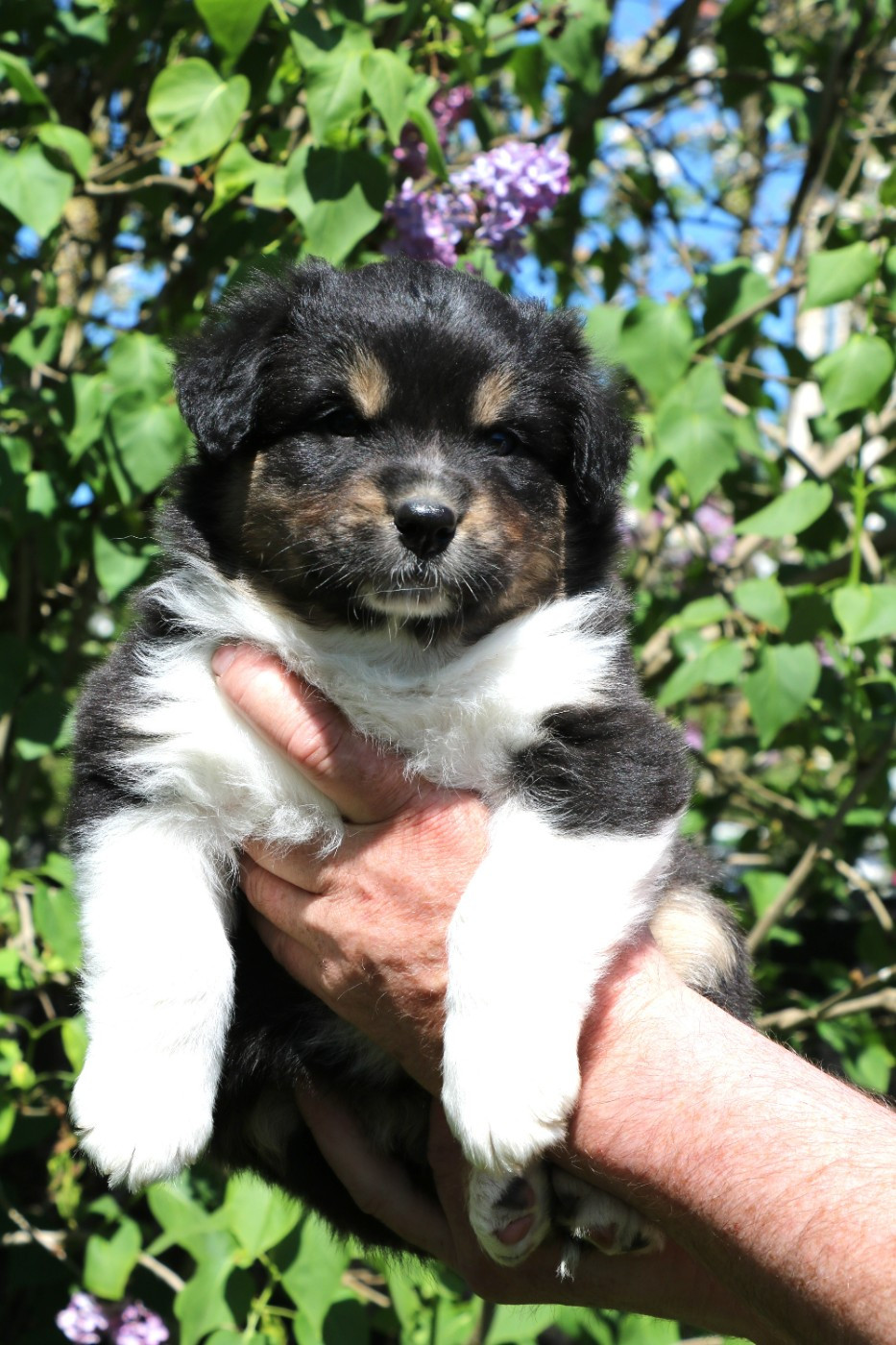 De Windy'stia - Chiots disponibles - Berger Australien