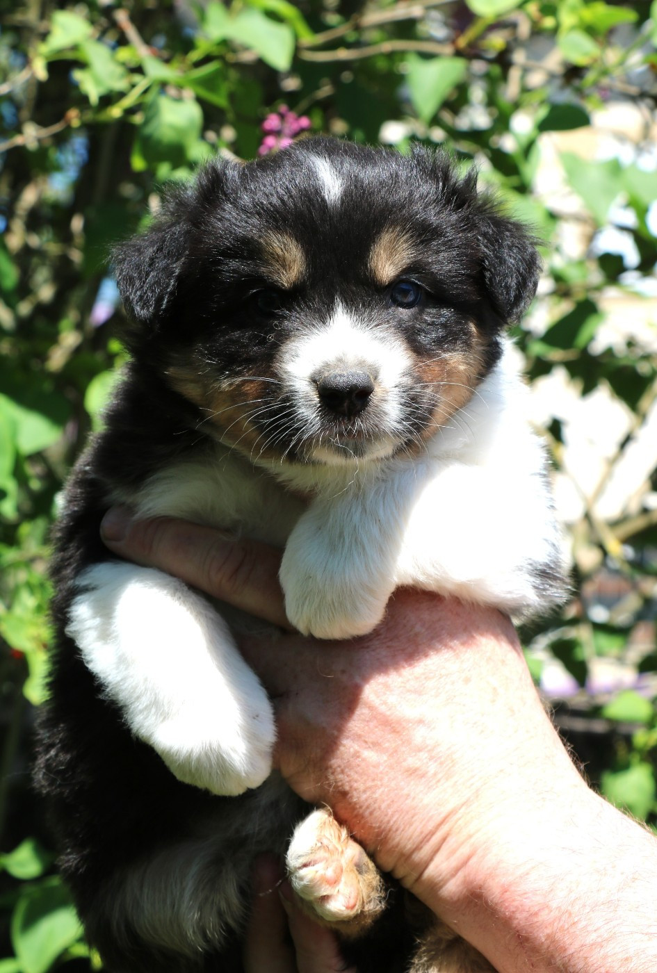 De Windy'stia - Chiots disponibles - Berger Australien