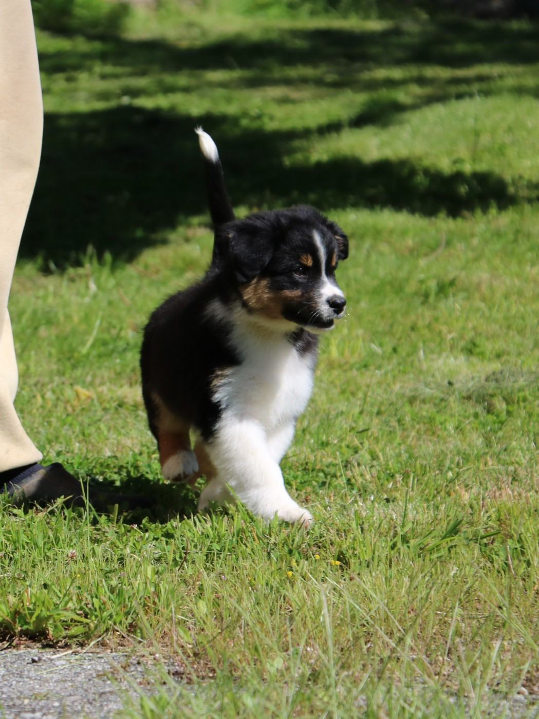 De Windy'stia - Chiots disponibles - Berger Australien