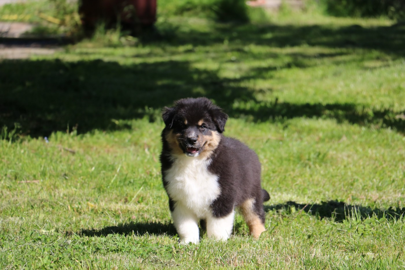 De Windy'stia - Chiots disponibles - Berger Australien