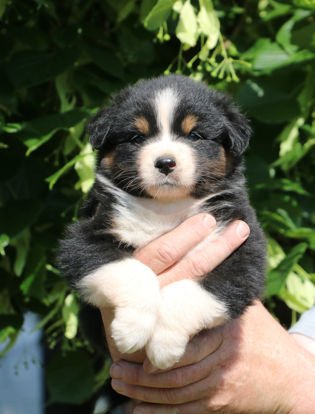 De Windy'stia - Chiots disponibles - Berger Australien