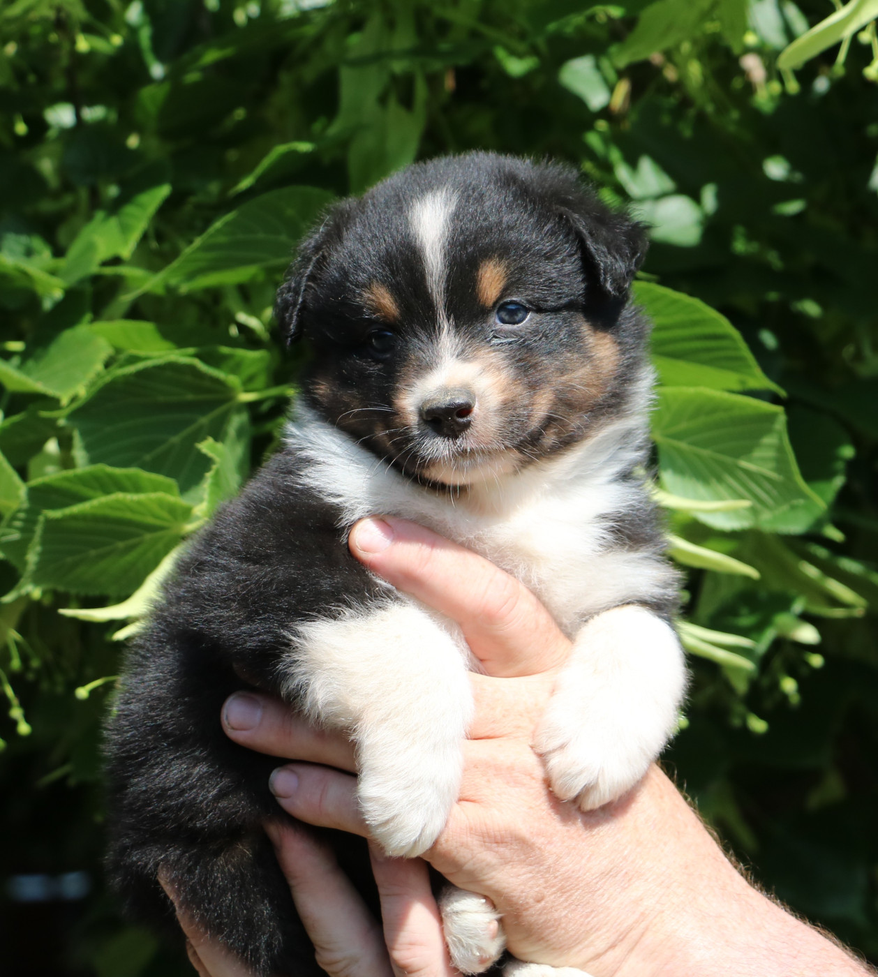 De Windy'stia - Chiots disponibles - Berger Australien