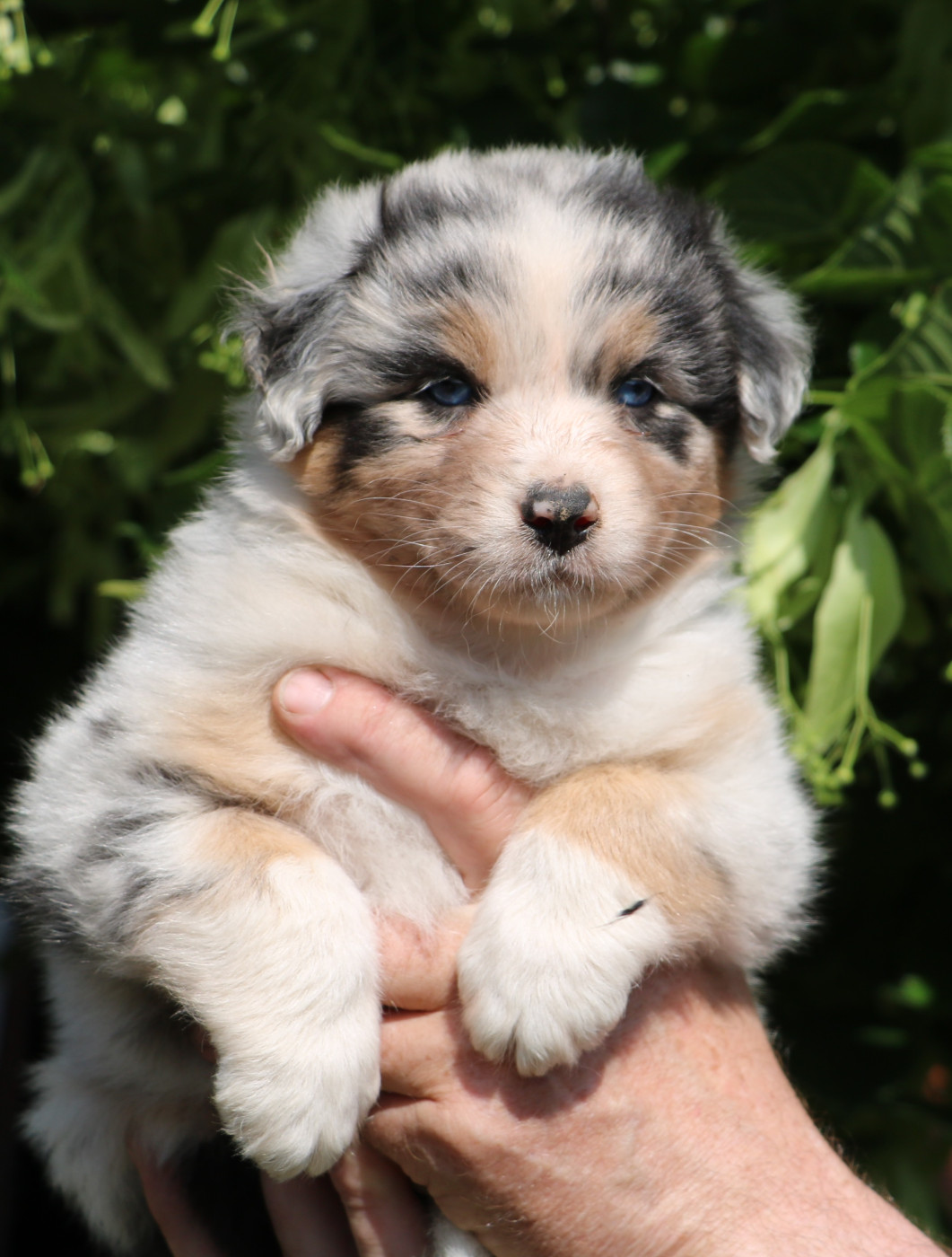 De Windy'stia - Chiots disponibles - Berger Australien