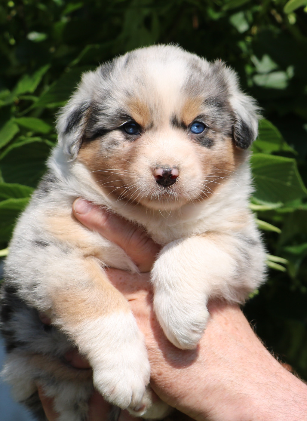De Windy'stia - Chiots disponibles - Berger Australien