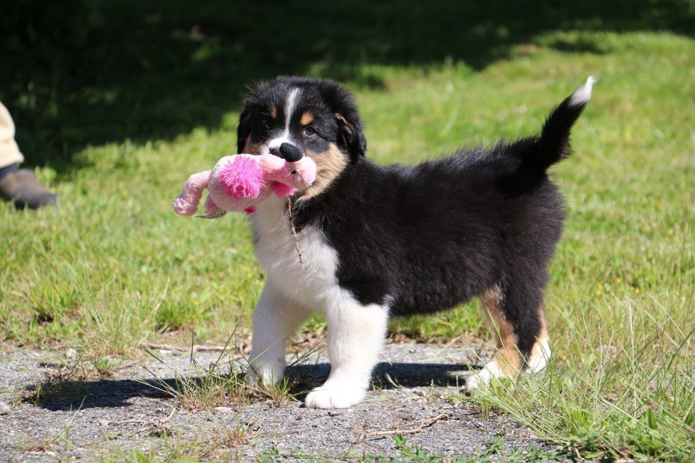De Windy'stia - Chiots disponibles - Berger Australien