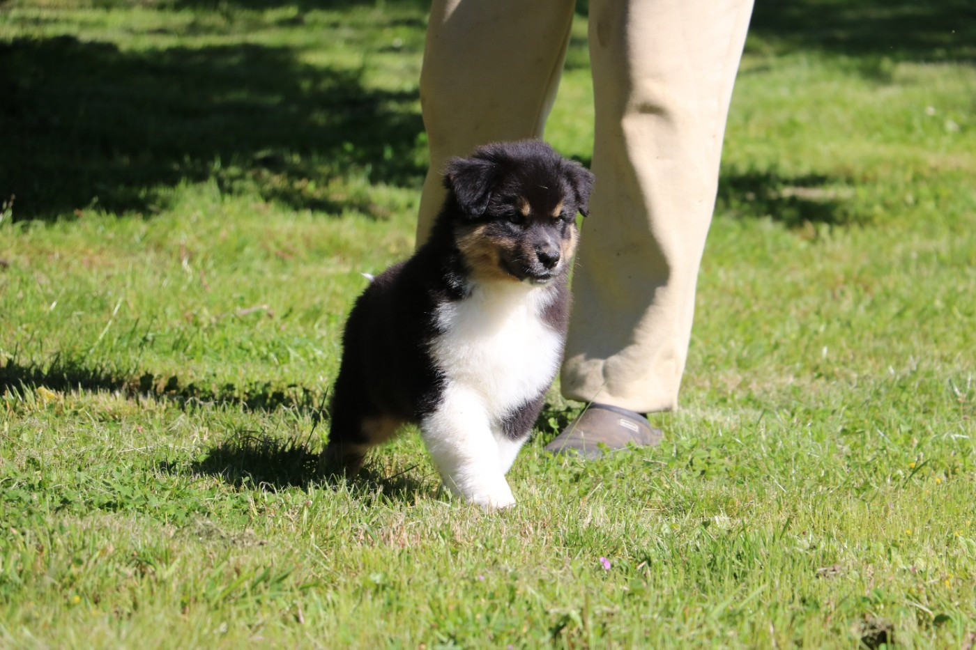 De Windy'stia - Chiots disponibles - Berger Australien