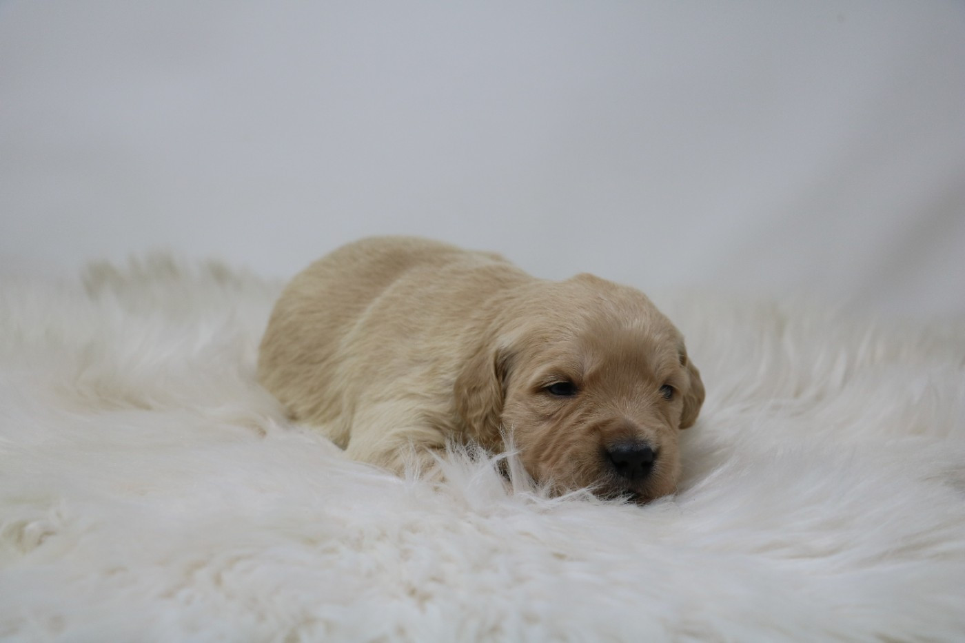 De Windy'stia - Chiots disponibles - Golden Retriever