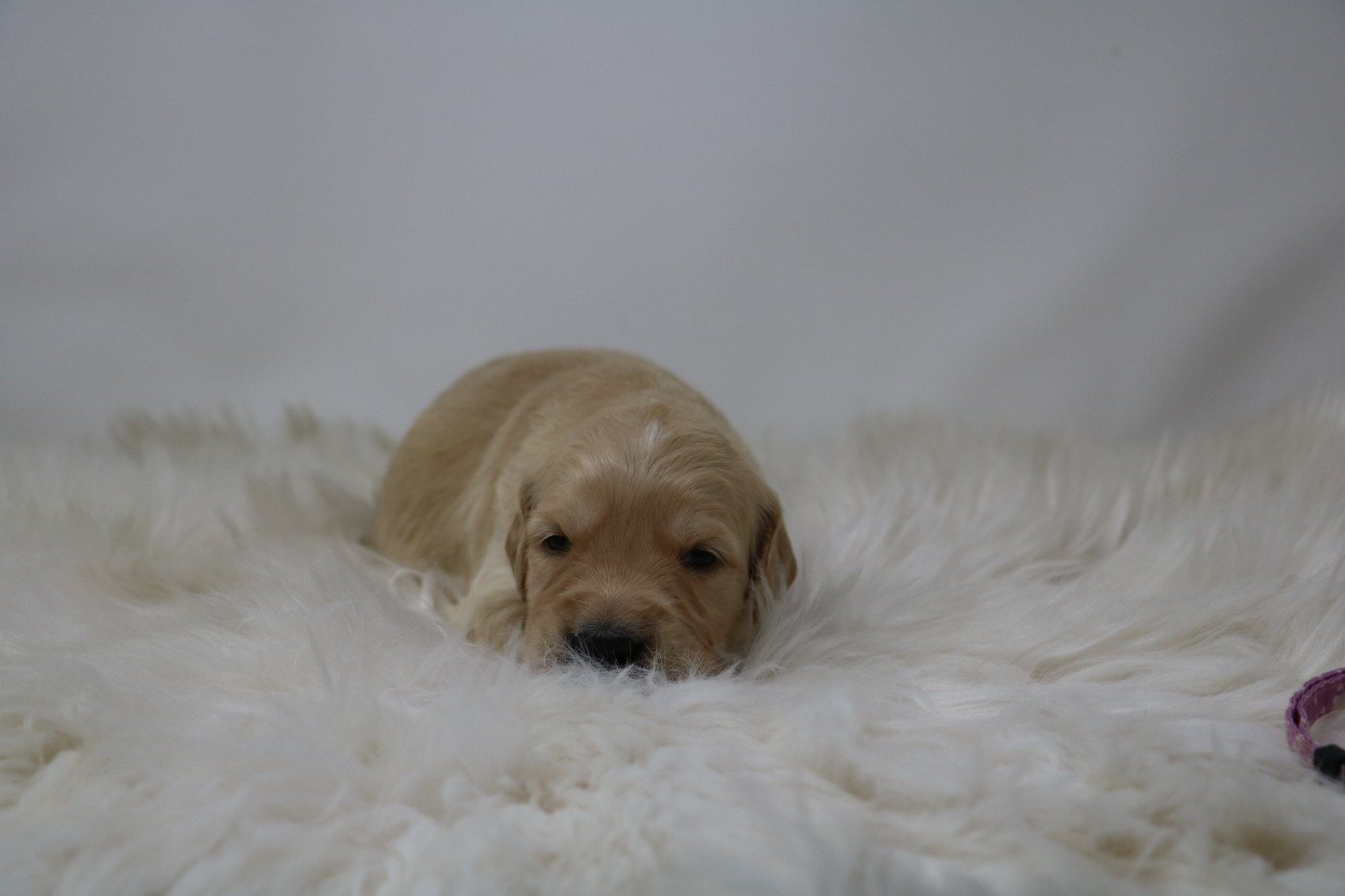 De Windy'stia - Chiots disponibles - Golden Retriever