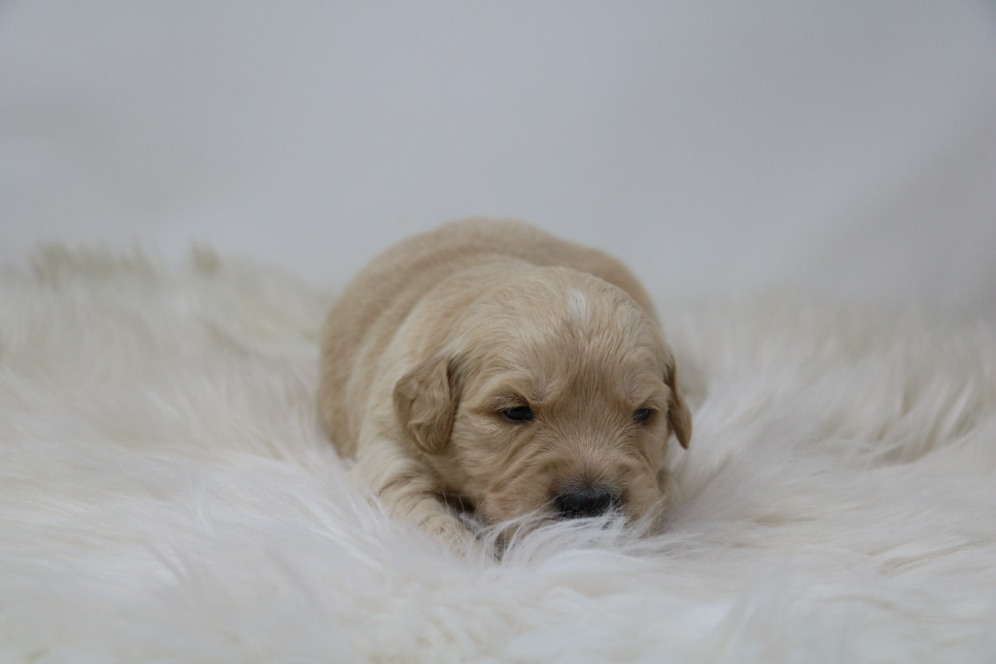 De Windy'stia - Chiots disponibles - Golden Retriever