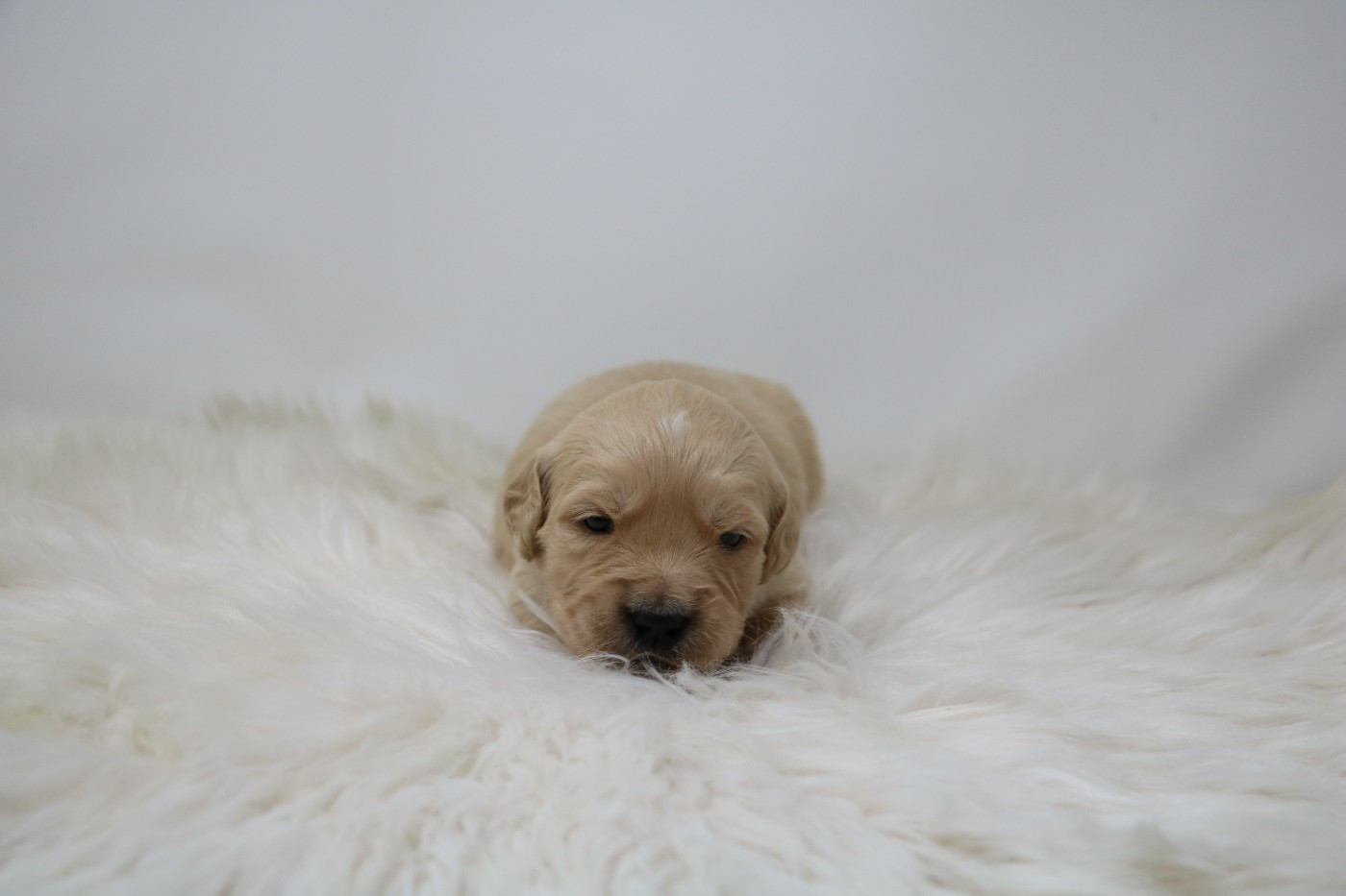 De Windy'stia - Chiots disponibles - Golden Retriever
