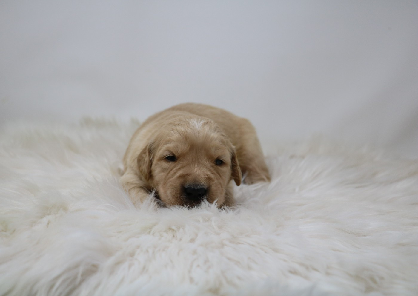 De Windy'stia - Chiots disponibles - Golden Retriever