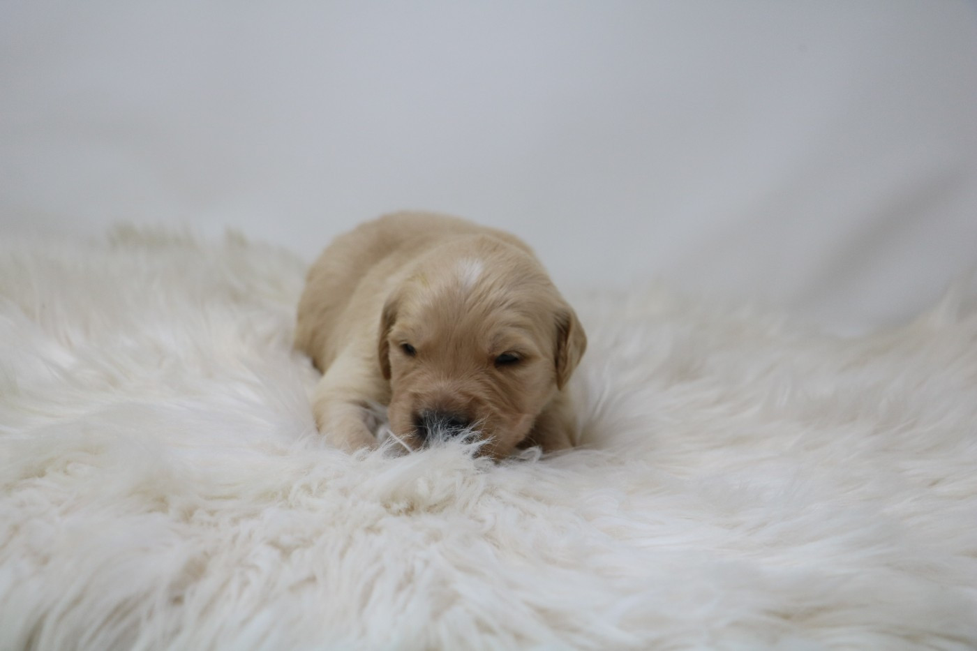 De Windy'stia - Chiots disponibles - Golden Retriever