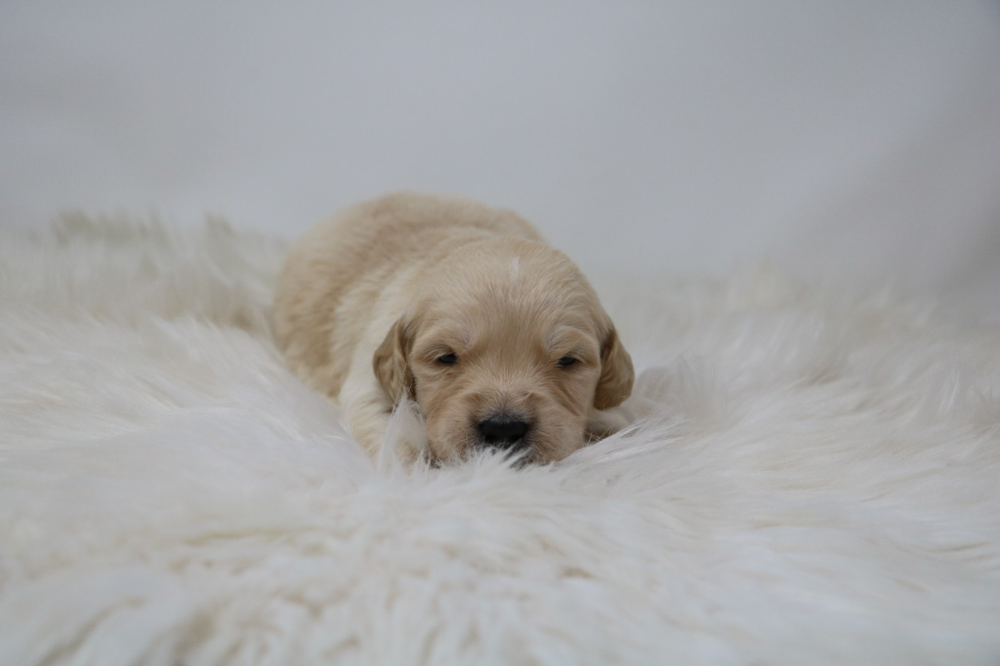 De Windy'stia - Chiots disponibles - Golden Retriever