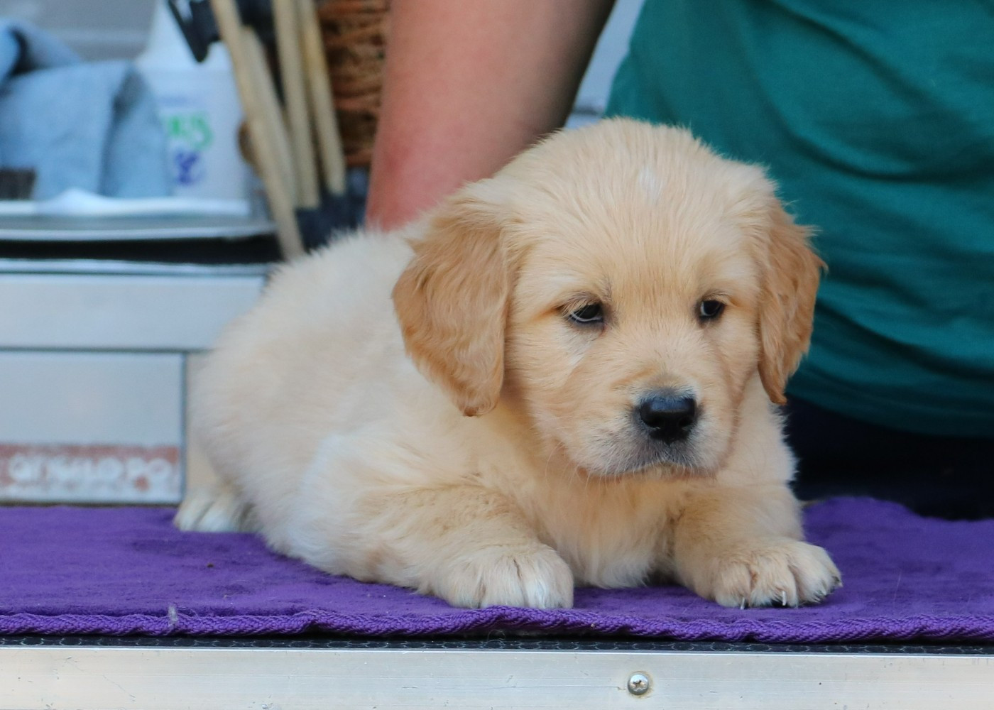 De Windy'stia - Chiots disponibles - Golden Retriever