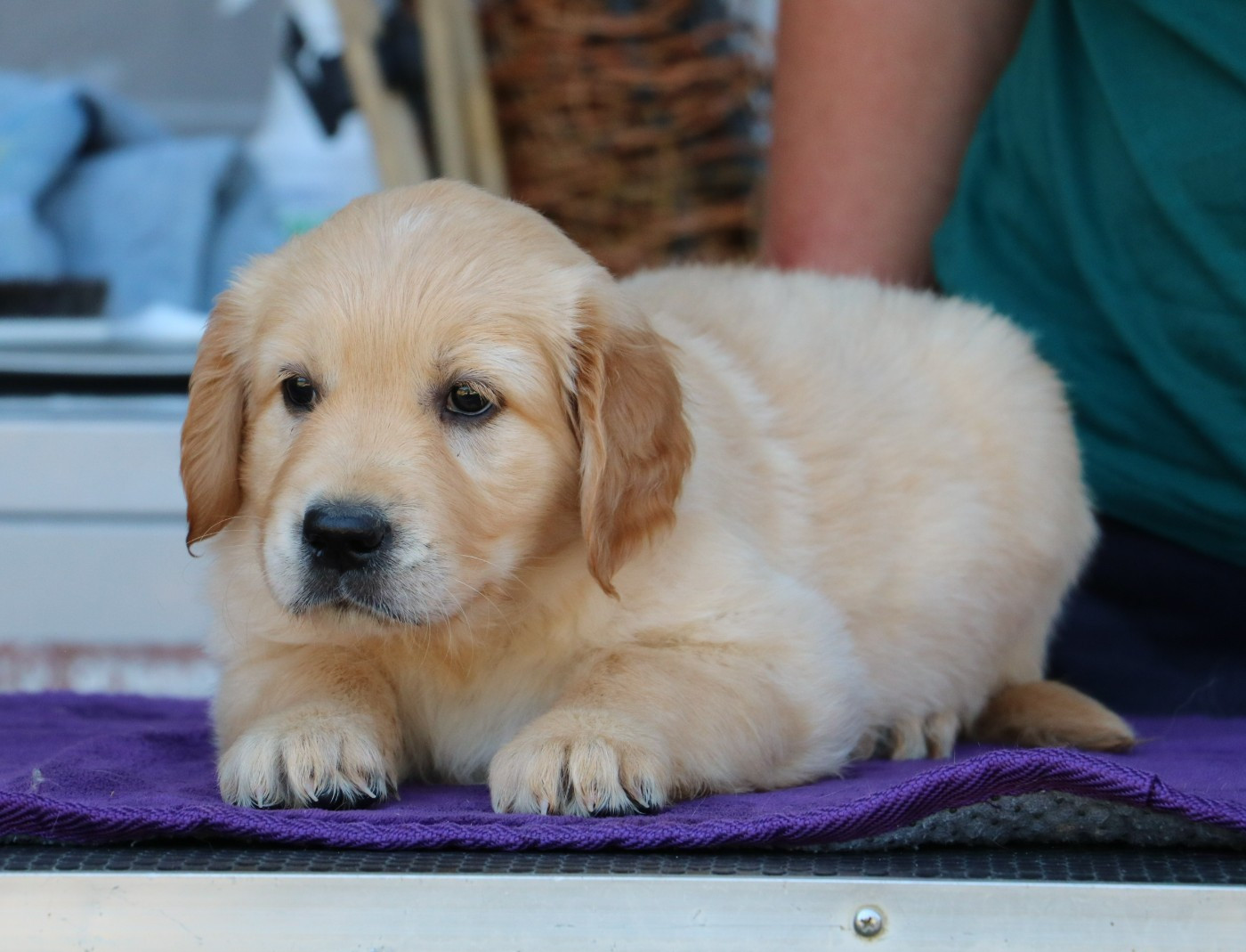 De Windy'stia - Chiots disponibles - Golden Retriever