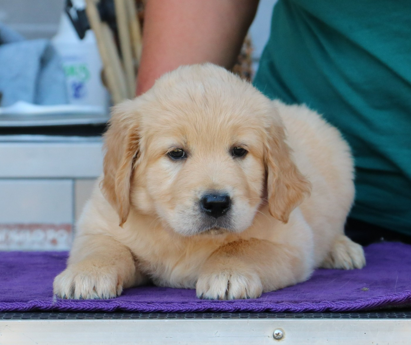 De Windy'stia - Chiots disponibles - Golden Retriever