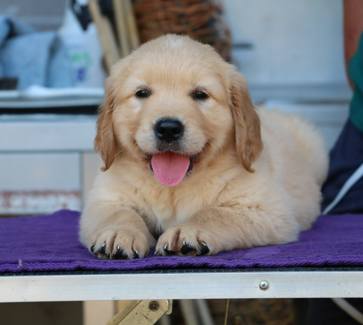 De Windy'stia - Chiots disponibles - Golden Retriever