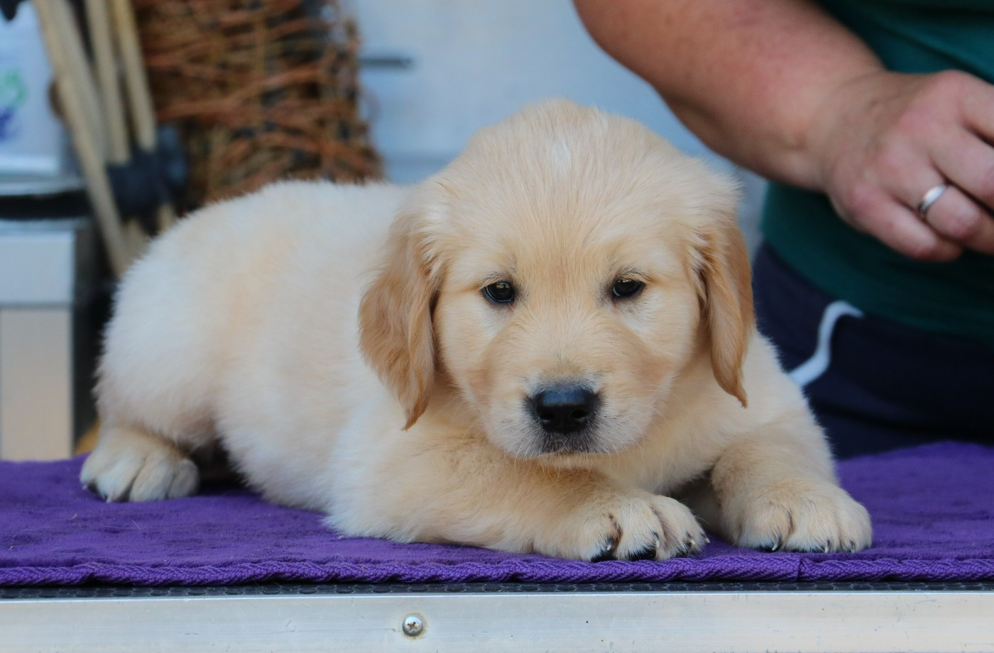 De Windy'stia - Chiots disponibles - Golden Retriever