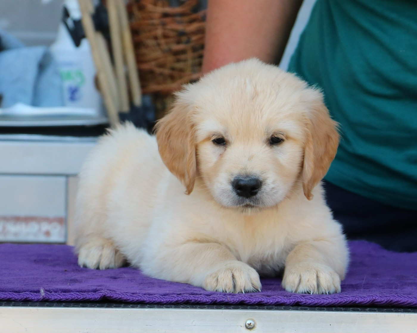 De Windy'stia - Chiots disponibles - Golden Retriever