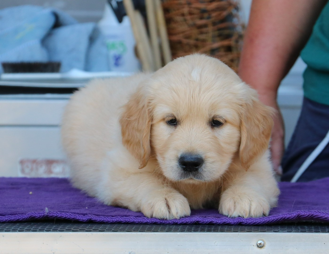 De Windy'stia - Chiots disponibles - Golden Retriever