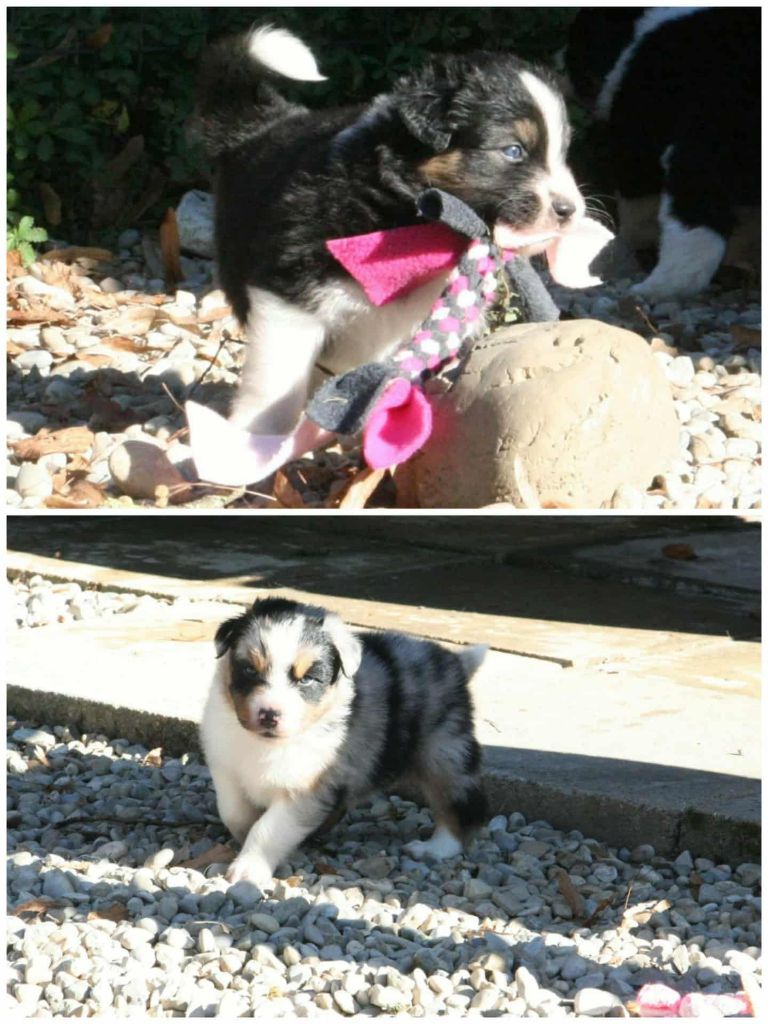 De Windy'stia - Berger Australien - Portée née le 06/10/2025