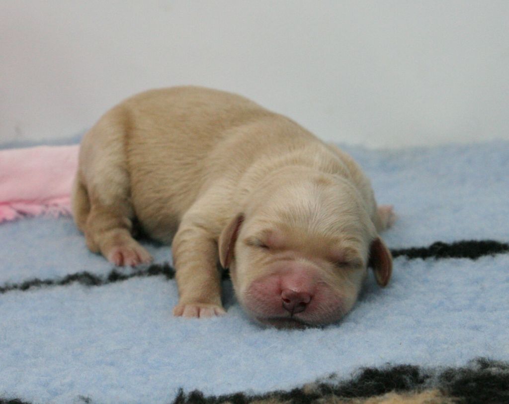 De Windy'stia - Chiots disponibles - Golden Retriever