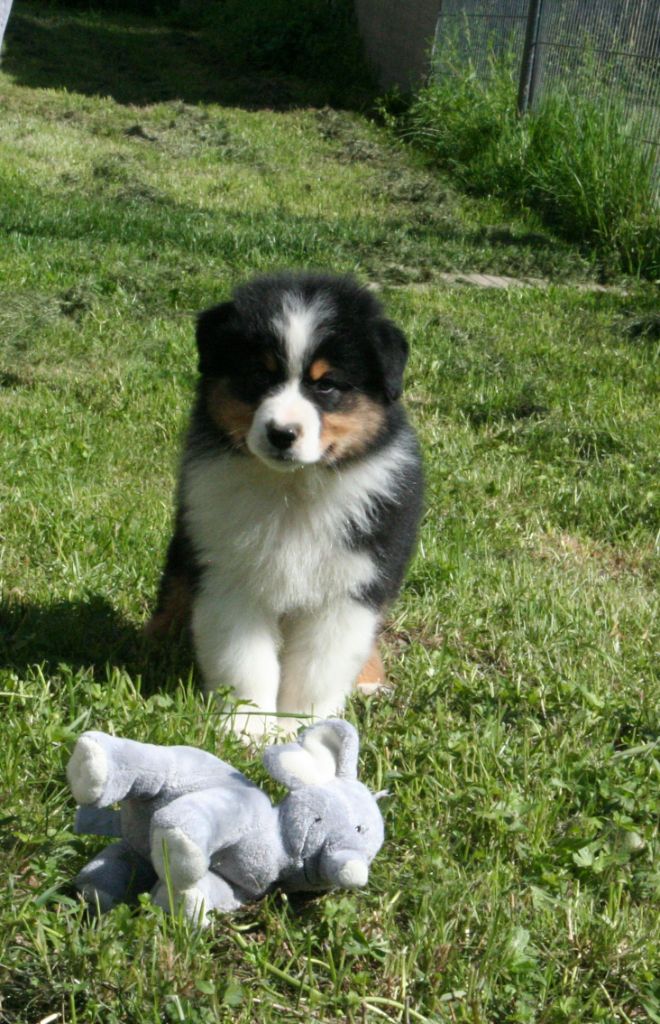 De Windy'stia - Chiots disponibles - Berger Australien