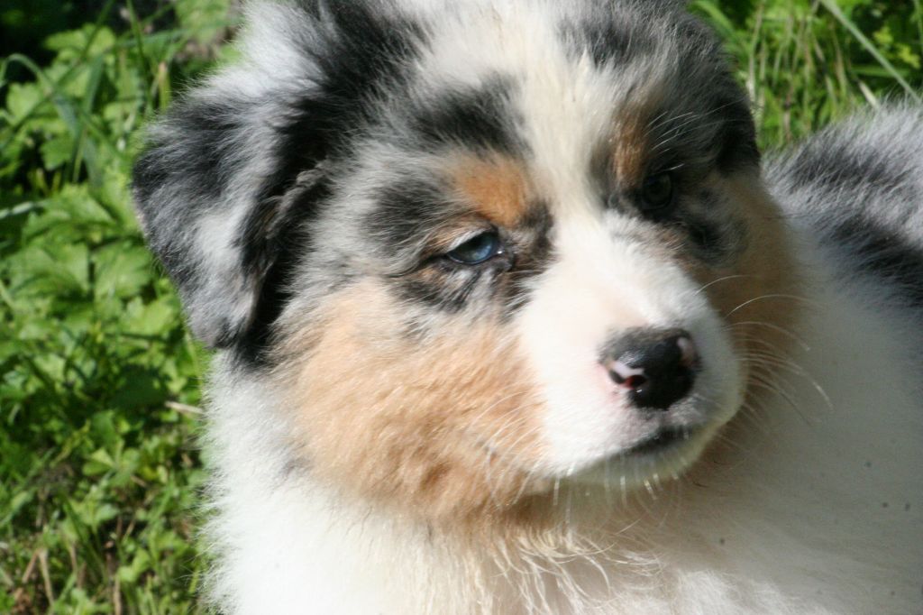 De Windy'stia - Chiots disponibles - Berger Australien