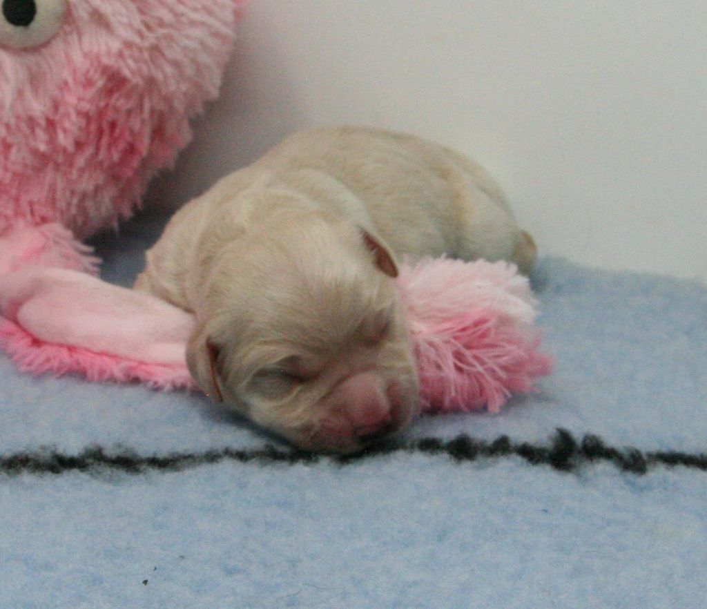 De Windy'stia - Chiots disponibles - Golden Retriever