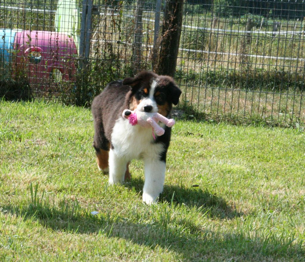 De Windy'stia - Chiots disponibles - Berger Australien