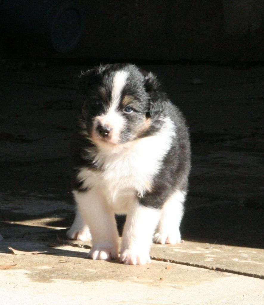 De Windy'stia - Chiots disponibles - Berger Australien