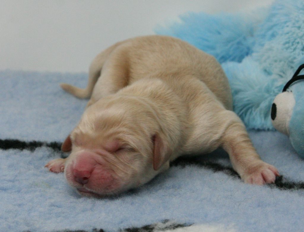 De Windy'stia - Chiots disponibles - Golden Retriever