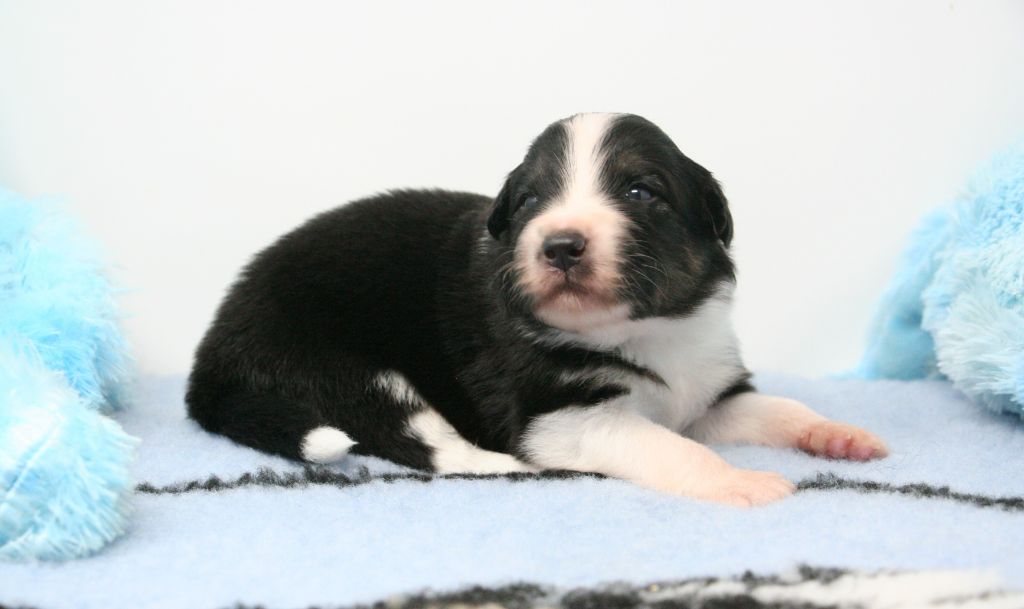 De Windy'stia - Chiots disponibles - Berger Australien