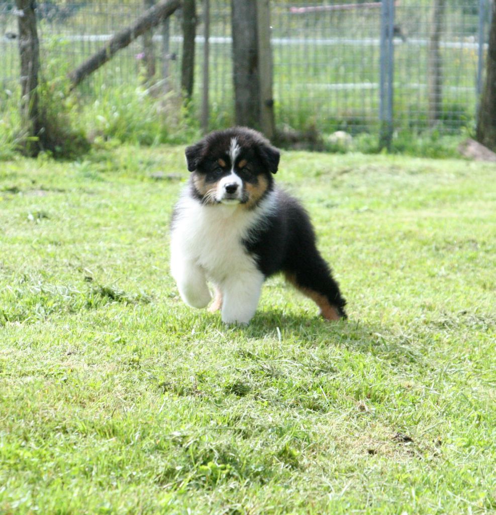 De Windy'stia - Chiots disponibles - Berger Australien