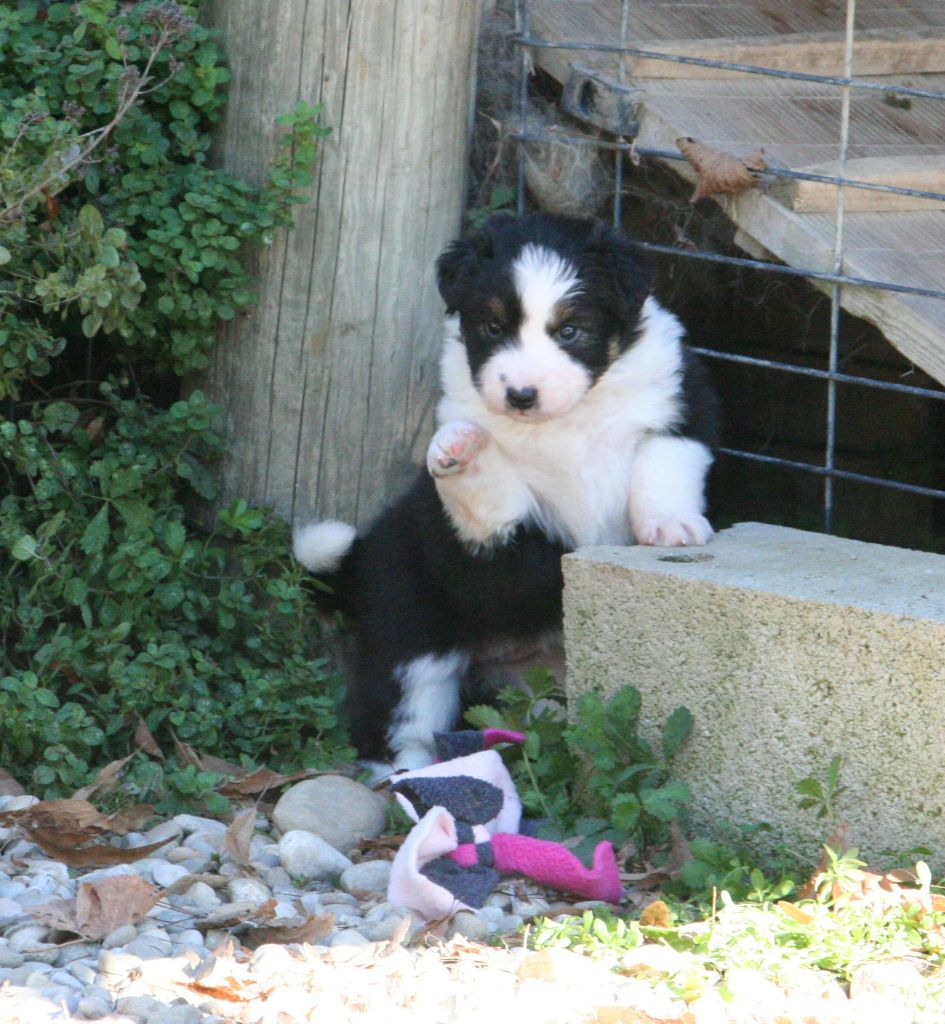 De Windy'stia - Chiots disponibles - Berger Australien