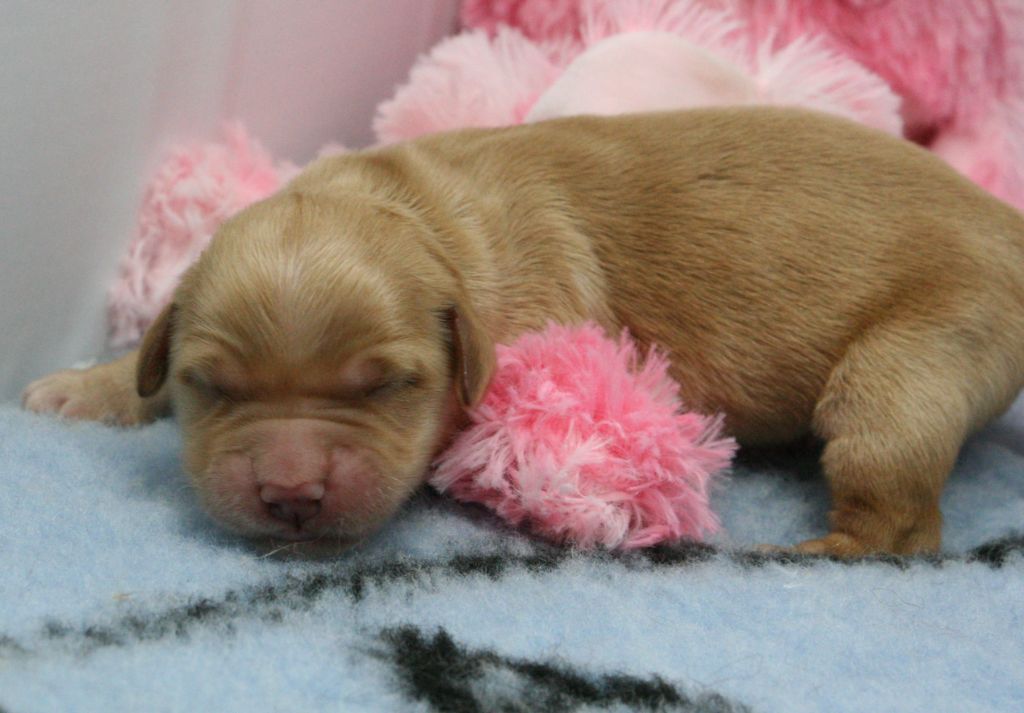 De Windy'stia - Chiots disponibles - Golden Retriever