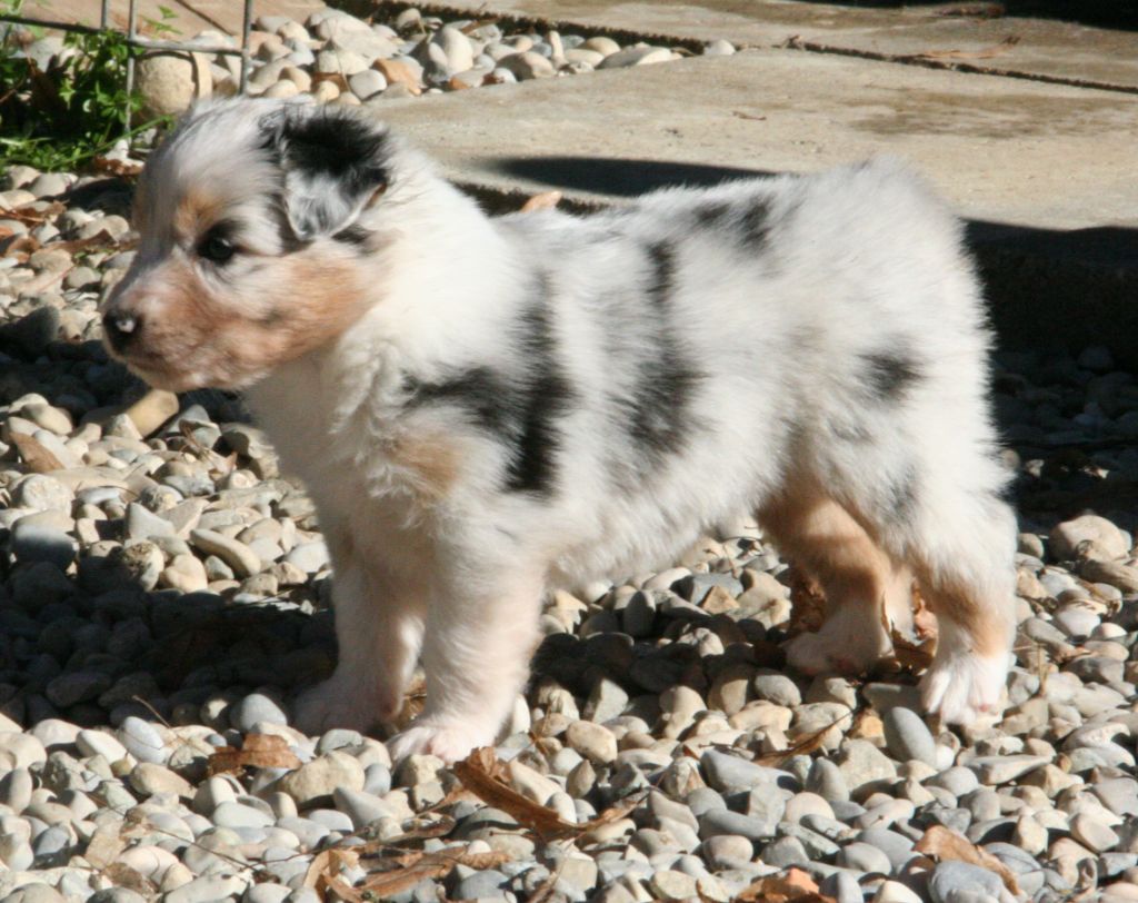 De Windy'stia - Chiots disponibles - Berger Australien