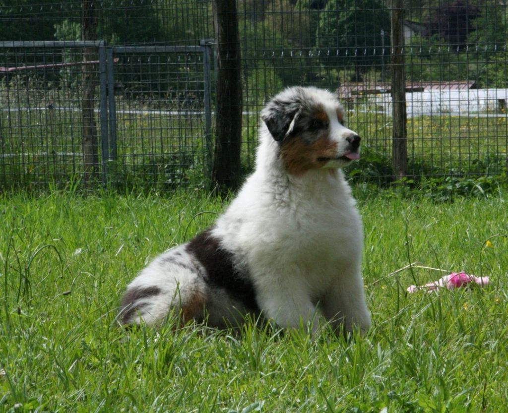 De Windy'stia - Chiots disponibles - Berger Australien