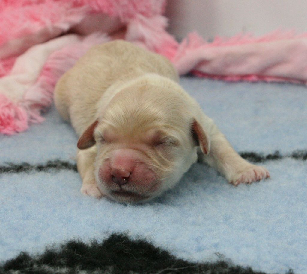 De Windy'stia - Chiots disponibles - Golden Retriever