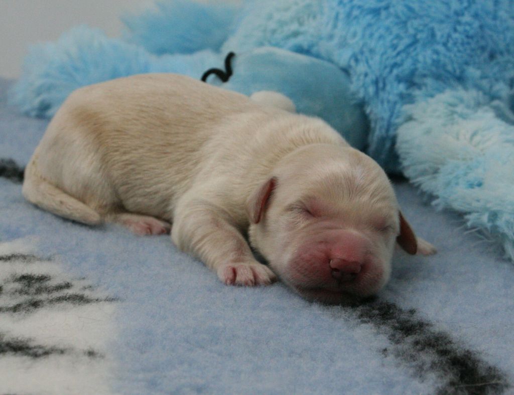 De Windy'stia - Chiots disponibles - Golden Retriever