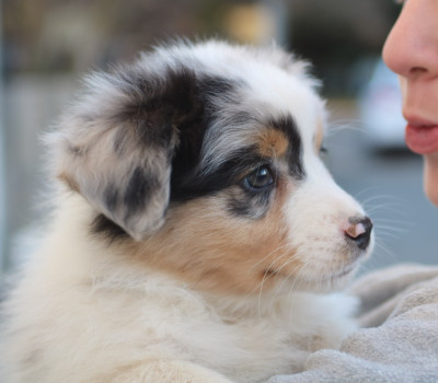 Alpine Mountain Buffalo